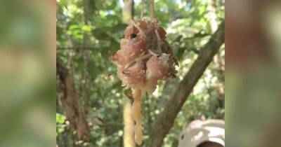 Больше не веганы. На Коста-Рике пчелы-падальщики отрастили зубы и питаются мясом (видео)