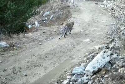 Фотоловушка в горах Кабардино-Балкарии зафиксировала леопарда