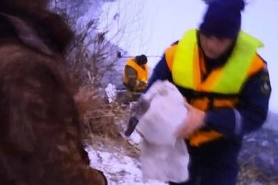 Замерзавших на реке в Тверской области лебедят спасли