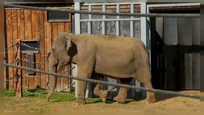 Дом для престарелых слонов