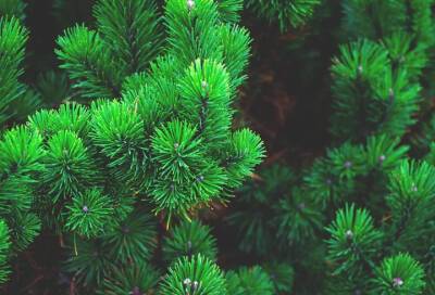 С 1 декабря в Ленинградской области можно будет бесплатно получить елку