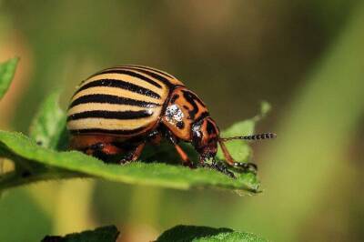 Как навсегда избавиться от колорадского жука: деревенские секреты