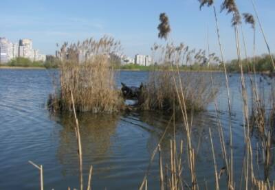 В озеро в Киеве попало неизвестное вещество: образовалось огромное пятно. ФОТО