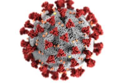 Биолог объяснила, почему в Японии исчез коронавирус