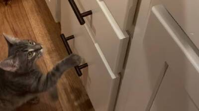 Находчивый кот нашел забавный способ забираться на стол без особых усилий (Видео)