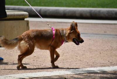 Площадка для выгула и дрессировки собак появится в Красногвардейском районе Петербурга