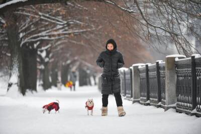 «Разъедают кожу»: ветеринар рассказал, как защитить лапы собак от реагентов зимой