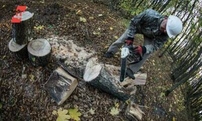 В Архангельской области леса вырубают на порядок больше, чем высаживают