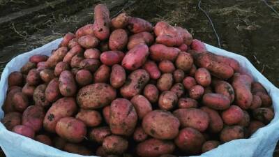 Сорт картофеля Мемфис: характеристика, фото, отзывы