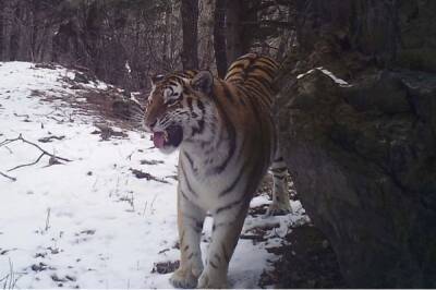 В заповеднике Хабаровского края нашли трех выживших тигрят