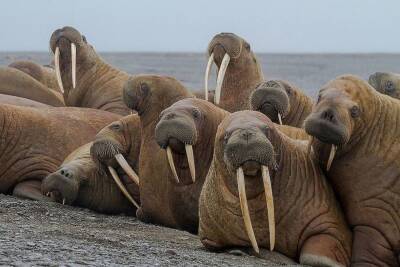 Популяция моржей на арктических островах Архангельской области удвоилась
