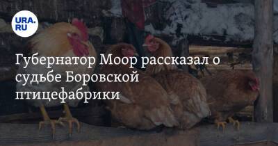 Губернатор Моор рассказал о судьбе Боровской птицефабрики. Предприятие закрыто после птичьего гриппа