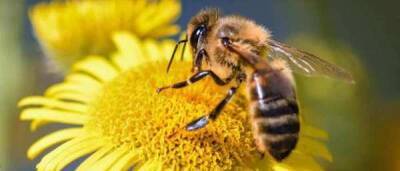 Ученые Калифорнийского университета нашли в тропических лесах питающихся мясом пчел