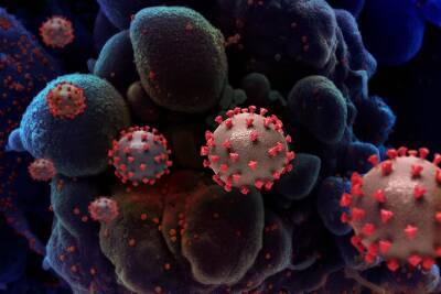 Новую опасную мутацию коронавируса выявили в Африке и Китае