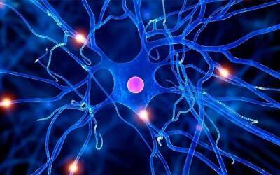 Некоторые интересные факты про нашу нервную систему » Тут гонева НЕТ!