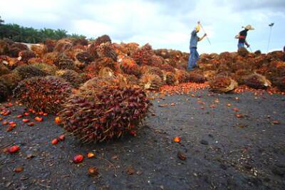 Россия нарастила закупки пальмового масла