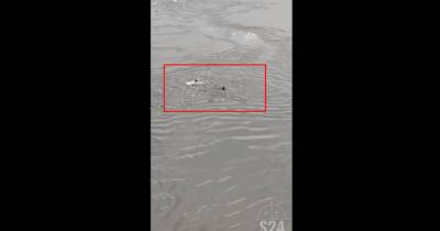 Утонул в реке. В Центральноафриканской республике упал вертолет с "вагнеровцами" (видео) - focus.ua - Украина - Банги