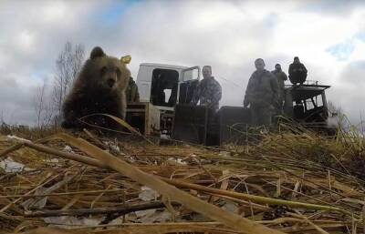 Трех маленьких медведиц из центра Пажетновых в Тверской области вернули в лес
