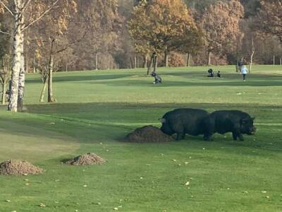 На гольф-клуб в Великобритании напали свиньи: два человека ранены