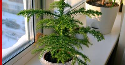 Вместо елки: как выращивать араукарию в домашних условиях