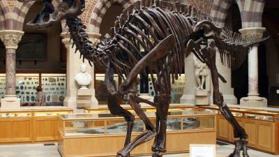 Останки необычного для США гадрозавра обнаружили в Миссури