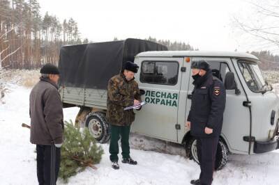 Молодые елки в Липецкой области берут под охрану
