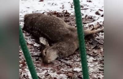 У школы в Тверской области нашли мертвого оленя