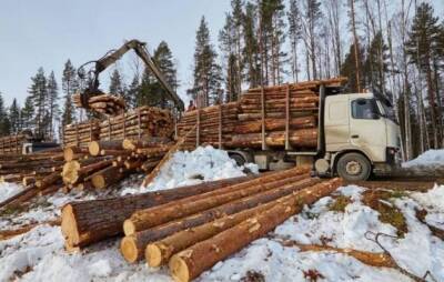 Отправлял в КНР и Казахстан: житель Иркутской области осужден за контрабанду леса
