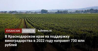 В Краснодарском крае на поддержку виноградарства в 2022 году направят 730 млн рублей - kubnews.ru - Краснодарский край