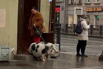 Свинья, прогулявшаяся на поводке в центре Петербурга, вызвала споры в соцсетях