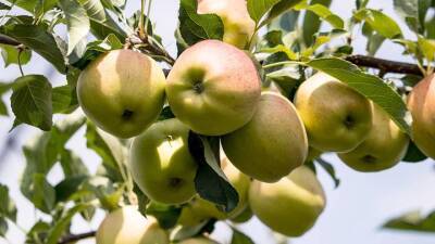 Диетолог Гинзбург рассказал, кому нельзя есть яблоки с кожурой