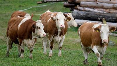 В Башкирии крупный скот рискует заболеть опасным вирусом - bash.news - Башкирия - район Баймакский