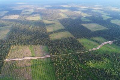 В безвозвратно лысеющем регионе минлеспром «восстановил» леса на 103%