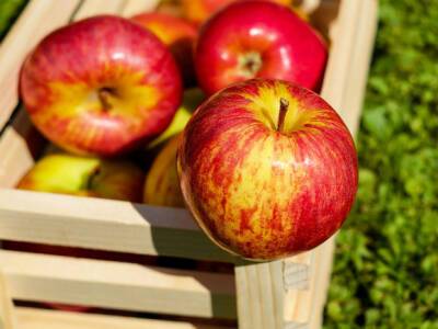Диетолог Гинзбург назвал тех, кому нельзя есть яблоки с кожурой