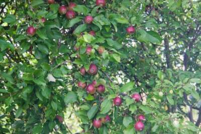 Чем подкормить яблоню, чтобы ветки ломились от плодов: деревенские хитрости - skuke.net - Россия