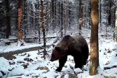 Крупного медведя сняли на видео на Урале
