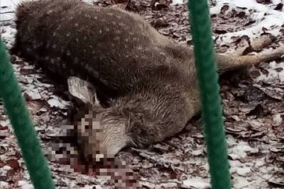 В Тверской области раненная и загнанная олениха умерла у забора школы