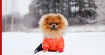 Одеть, обуть и согреть: главные правила ухода за собакой зимой