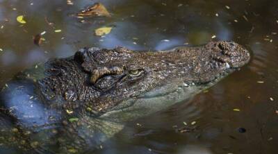 Турист перепутал крокодила с пластиковым муляжом, и это едва не стоило ему жизни