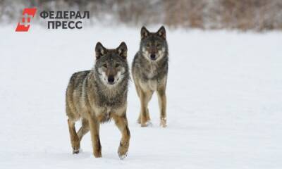 В Архангельской области стая волков наводит ужас на села второй год