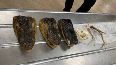 В аэропорту Бен-Гурион обнаружили чемодан с крокодильими головами