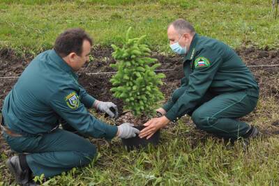 Белгородцы высадили около 6 млн деревьев благодаря акции «Сохраним лес»