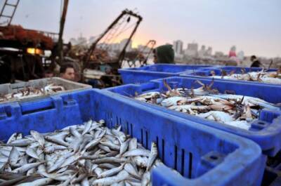 Эксперт: Российский экспорт рыбы в КНР сократится более чем на 70%