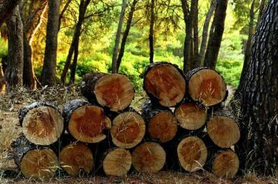 Кубань получила свой «Лесной кодекс»