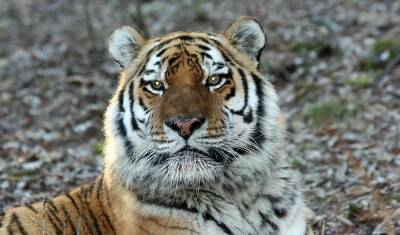 В Якутии заметили амурского тигра-путешественника