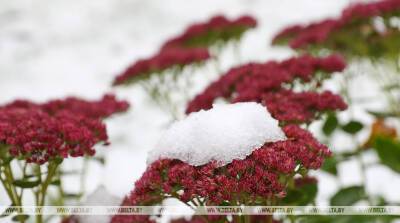 Минск в ожидании снега: 14 лыжных трасс, катки и горки планируют обустроить к началу сезона