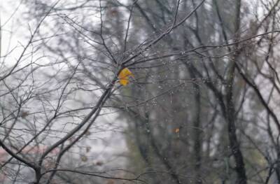 Погода 26 ноября разделит Украину: в каких областях будет сухо, а где пригодятся зонтики – прогноз синоптиков