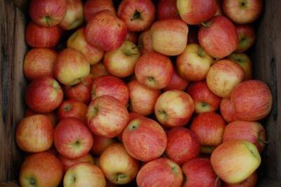 Как сохранить свежие яблоки на зиму в теплице: хитрость, о которой не догадываются
