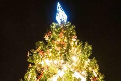 Новогоднюю елку привезут на Дворцовую площадь из Приозерского района
