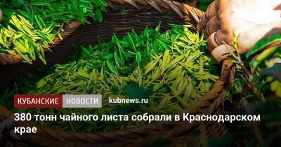 380 тонн чайного листа собрали в Краснодарском крае
